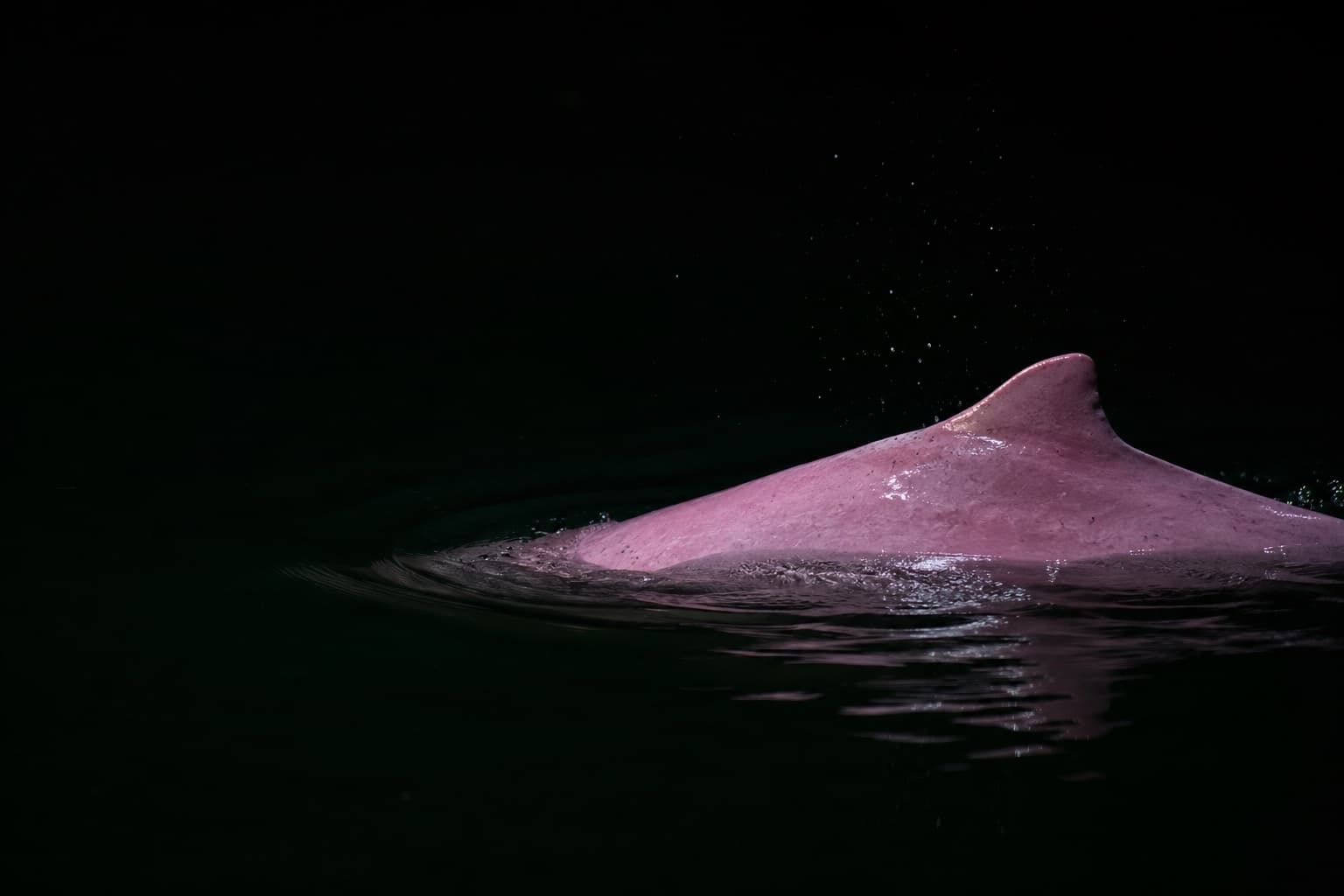Boto cor-de-rosa emergindo do rio à noite
